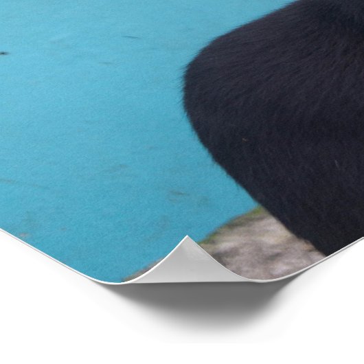 Verrassende zwarte kat poster (Hoek)