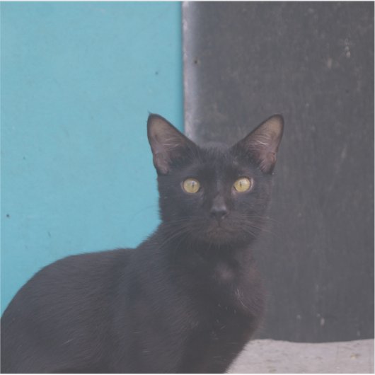 Verrassende zwarte kat sticker (Voorkant)