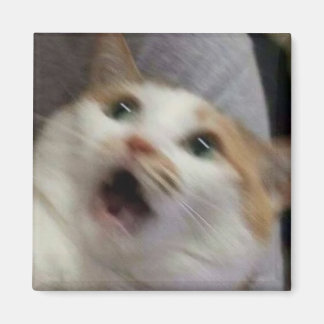 Verraste kat meme magneet