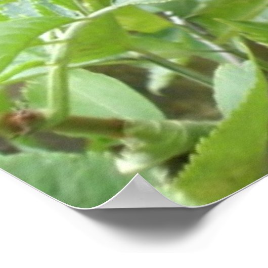 Verrijkende derbessen afdrukken poster (Hoek)