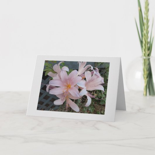 Verrijzenislelie Kaart (Voorkant)