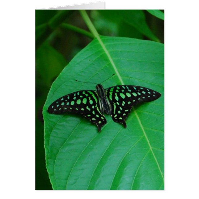 Vers en groen (Voorkant)