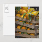 vers geplukte sinaasappels briefkaart (Voorkant / Achterkant)