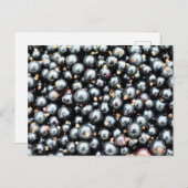 Vers geplukte zwarte bessen briefkaart (Voorkant / Achterkant)