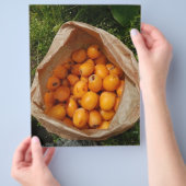 Vers loquats flyer (Hand)