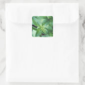 Vers muntblad vierkante sticker (Tas)