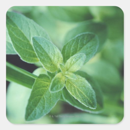 Vers muntblad vierkante sticker (Voorkant)
