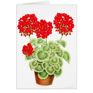 Verscheidene Rode Geraniumkaart