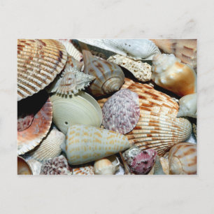 Verscheidenheid aan schelpen op strandfoto briefkaart