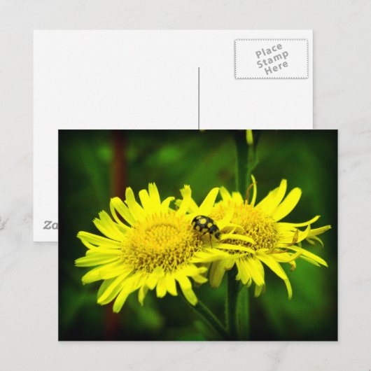 Verschil Briefkaart (Voorkant / Achterkant)