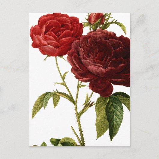 Verschilderen van dieprode  rozen briefkaart (Voorkant)