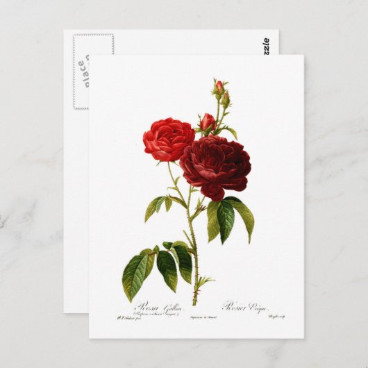 Verschilderen van dieprode  rozen briefkaart (Voorkant / Achterkant)