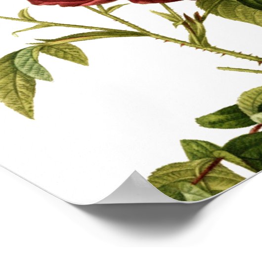 Verschilderen van dieprode  rozen poster (Hoek)