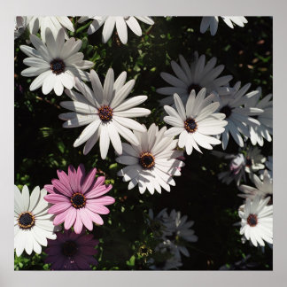 Verschillend en nog mooi poster