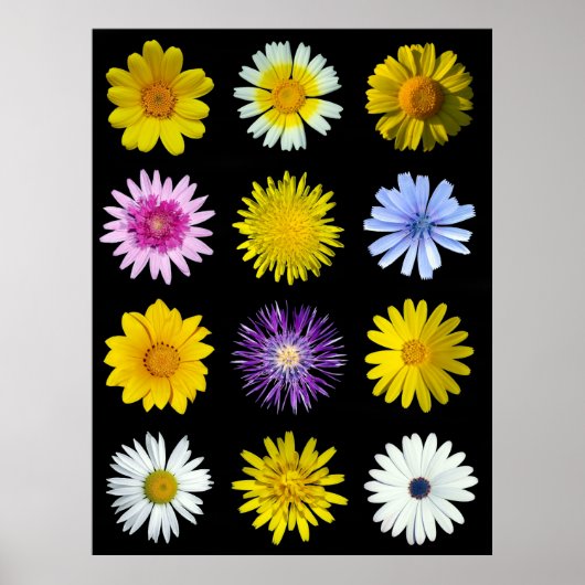 Verschillende bloemen van de familie Asteraceae. Poster (Voorkant)