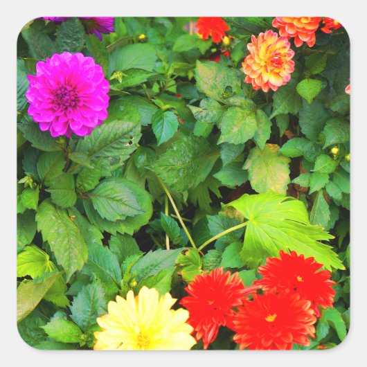 Verschillende Dahlias #1-1 Stickers (Voorkant)