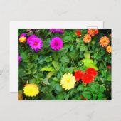 Verschillende Dahlias #1 Briefkaart (Voorkant / Achterkant)