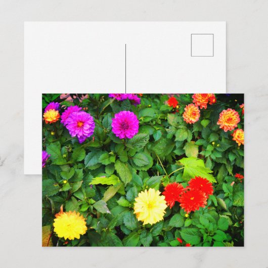 Verschillende Dahlias #1 Briefkaart (Voorkant / Achterkant)