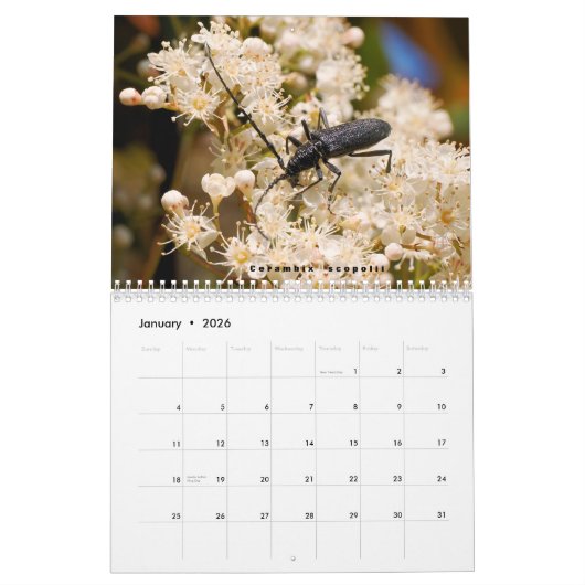 Verschillende insecten en bloemen 12 maanden kalen kalender (Jan 2026)