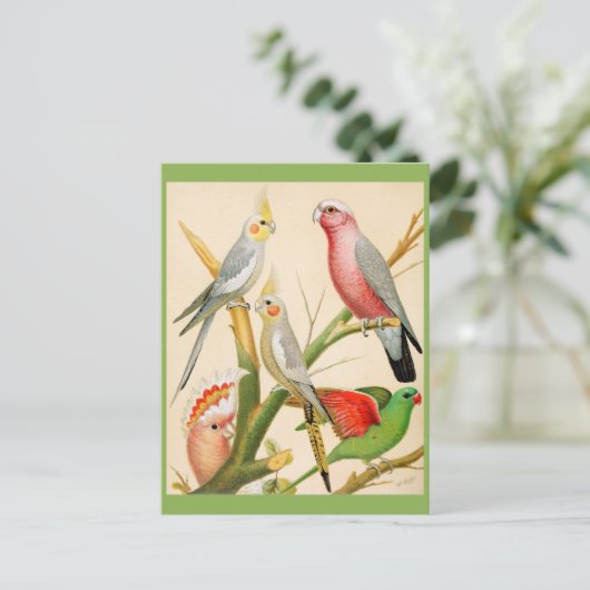 Verschillende paraketten briefkaart (Staand voorkant)