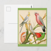 Verschillende paraketten briefkaart (Voorkant / Achterkant)
