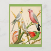 Verschillende paraketten briefkaart (Voorkant)