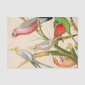 Verschillende paraketten, ontkoppeling tissuepapier (Voorkant)