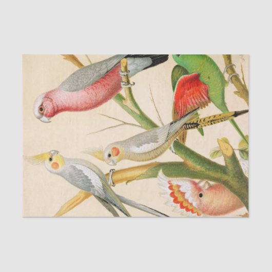 Verschillende paraketten, ontkoppeling tissuepapier (Voorkant)