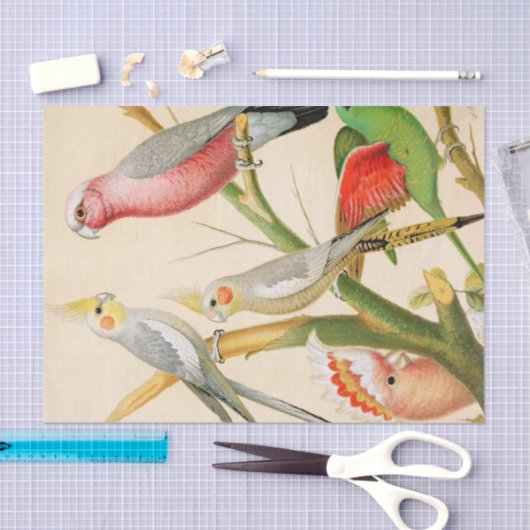 Verschillende paraketten, ontkoppeling tissuepapier (Craft)