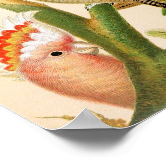 Verschillende paraketten poster (Hoek)