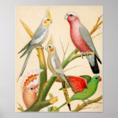 Verschillende paraketten poster (Voorkant)