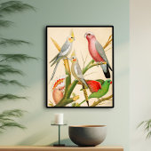 Verschillende paraketten poster