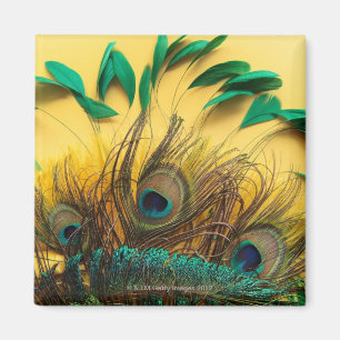 Verschillende Peacock-veren Magneet