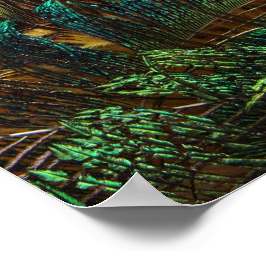 Verschillende Peacock-veren Poster (Hoek)