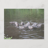 verschillende scènes van alaska briefkaart (Voorkant)