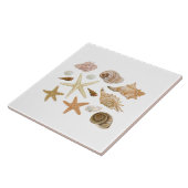 Verschillende seizoenshells zeestervis tegeltje (Zijkant)