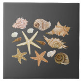 Verschillende seizoenshells zeestervis tegeltje (Voorkant)