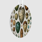 Verschillende soorten eieren wetenschappelijke ill ornament (voorkant)