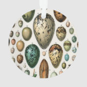 Verschillende soorten eieren wetenschappelijke ill ornament (achterkant)