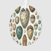 Verschillende soorten eieren wetenschappelijke ill ornament (voorkant)