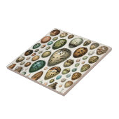 Verschillende soorten eieren wetenschappelijke ill tegeltje (Zijkant)