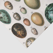 Verschillende soorten eieren wetenschappelijke ill tissuepapier (Detail)