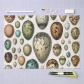 Verschillende soorten eieren wetenschappelijke ill tissuepapier (Craft)