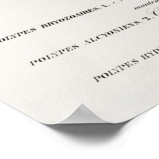 Verschillende soorten koralen poster (Hoek)