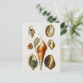  Verschillende soorten schelpen van weekdieren Briefkaart (Staand voorkant)