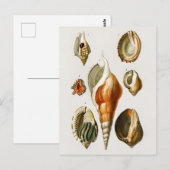  Verschillende soorten schelpen van weekdieren Briefkaart (Voorkant / Achterkant)