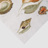 Verschillende soorten schelpen van weekdieren Tissuepapier (Detail)