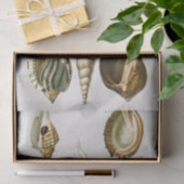  Verschillende soorten schelpen van weekdieren Tissuepapier (Geschenk)