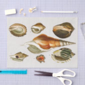  Verschillende soorten schelpen van weekdieren Tissuepapier (Craft)