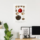 Verschillende soorten weekdieren poster (Thuiskantoor)